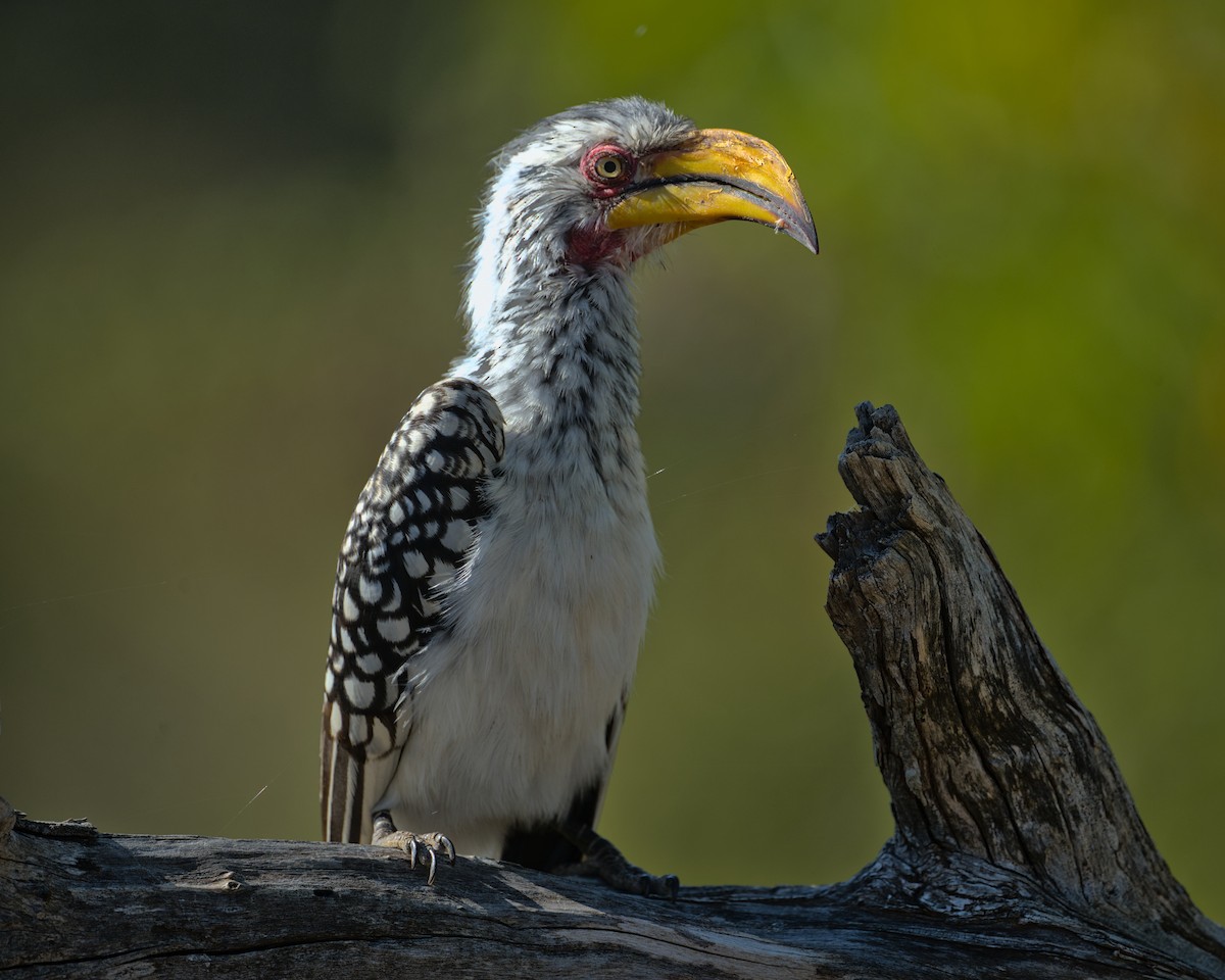 Southern Yellow-billed Hornbill - ML638089051