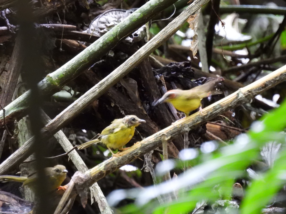 Chestnut-capped Warbler - ML638089057