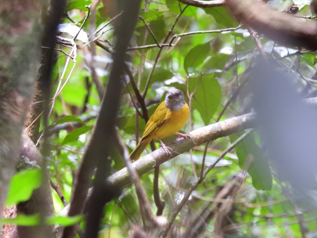 Gray-headed Tanager - ML638089062