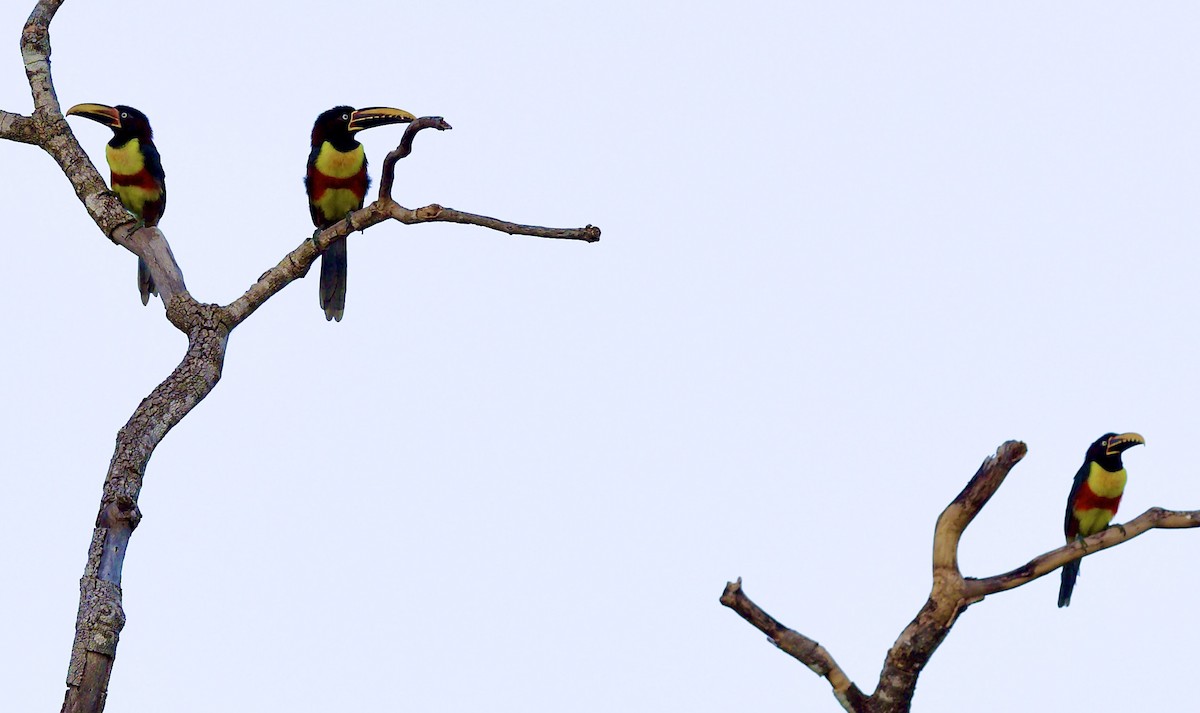 Chestnut-eared Aracari - ML638089083