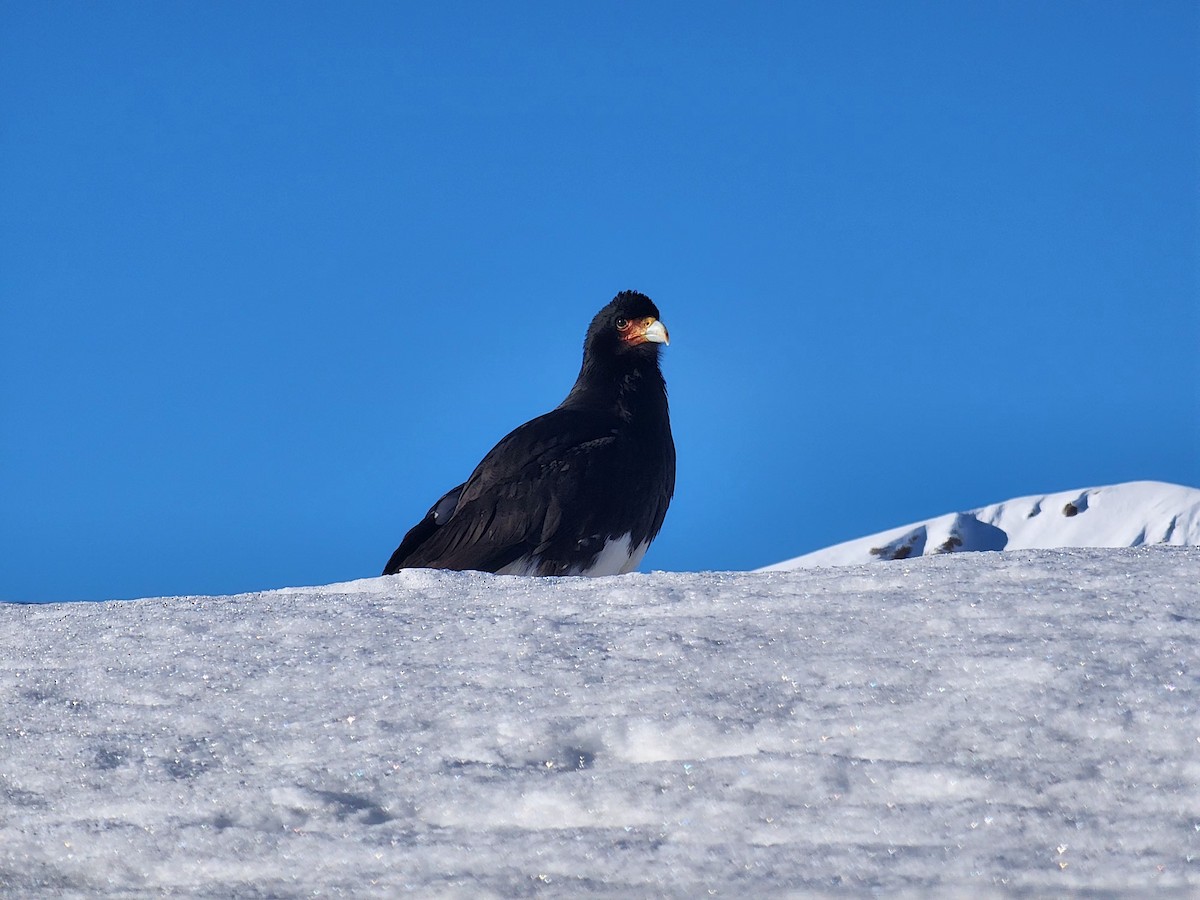 Mountain Caracara - ML638089146