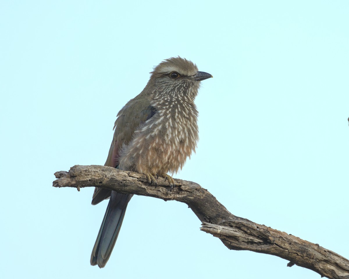 Purple Roller - ML638089167