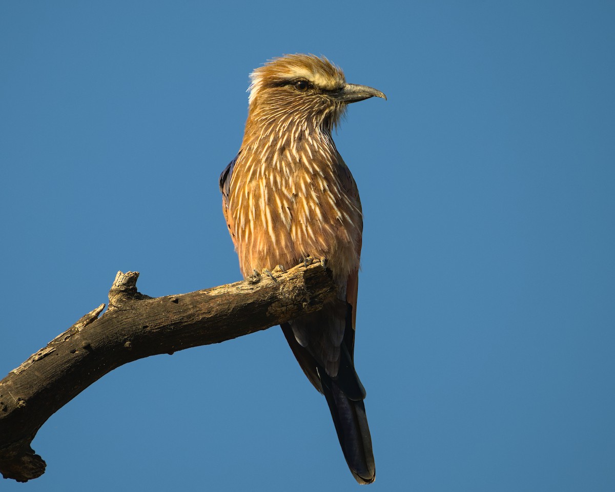Purple Roller - ML638089183
