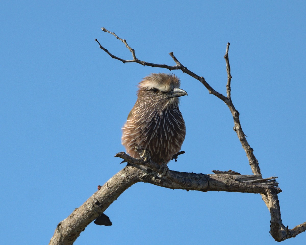 Purple Roller - ML638089189