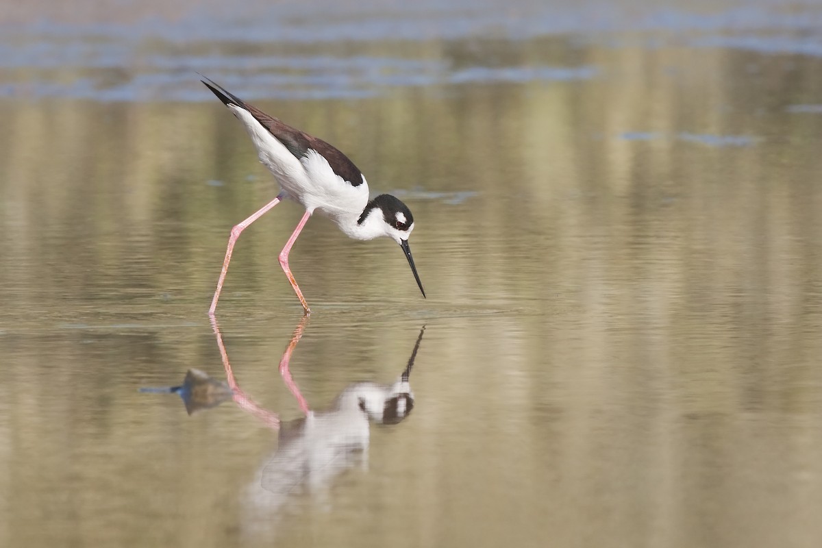 Black-necked Stilt - ML638089191