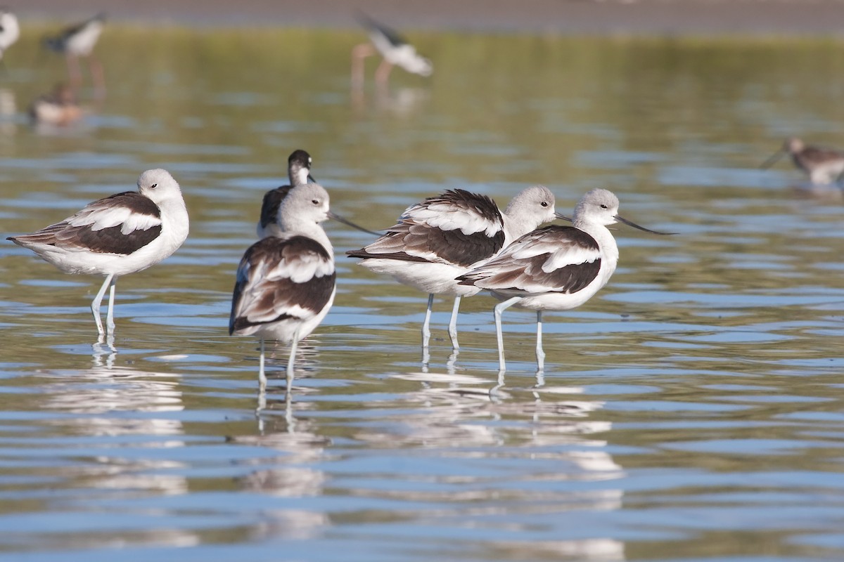 American Avocet - ML638089201