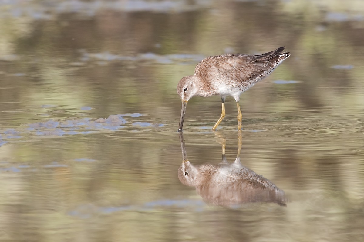 Long-billed Dowitcher - ML638089210