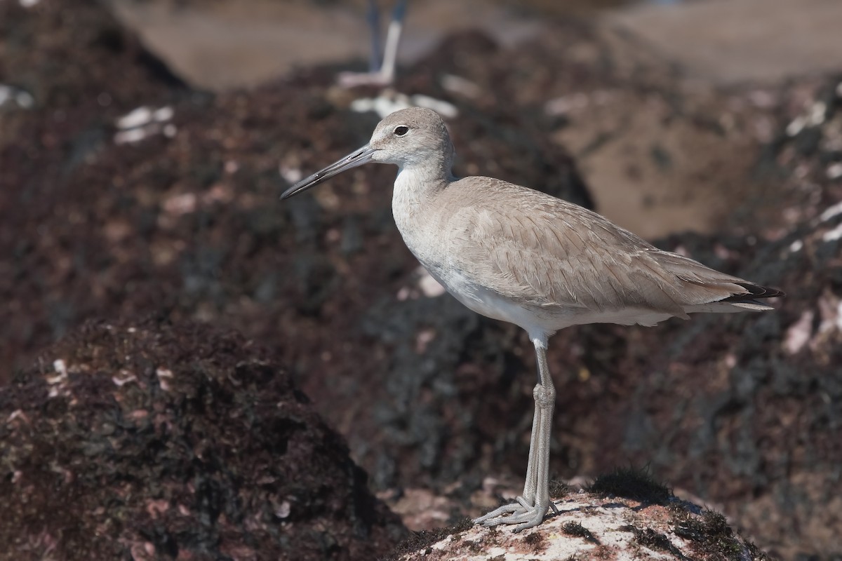 Willet - ML638089214