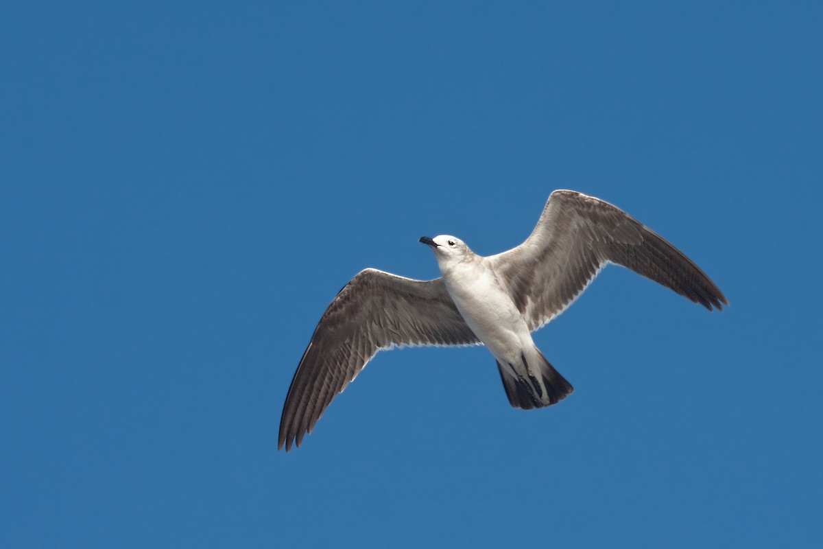 Laughing Gull - ML638089224