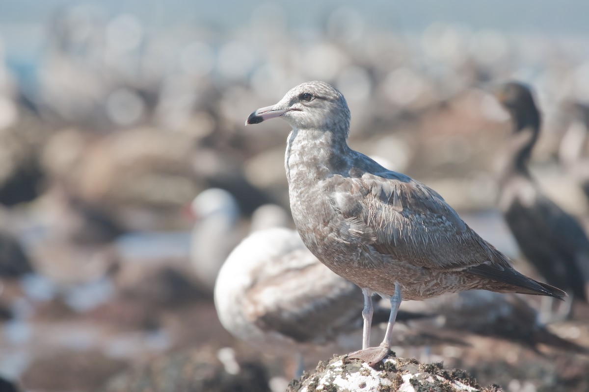 American Herring Gull - ML638089230