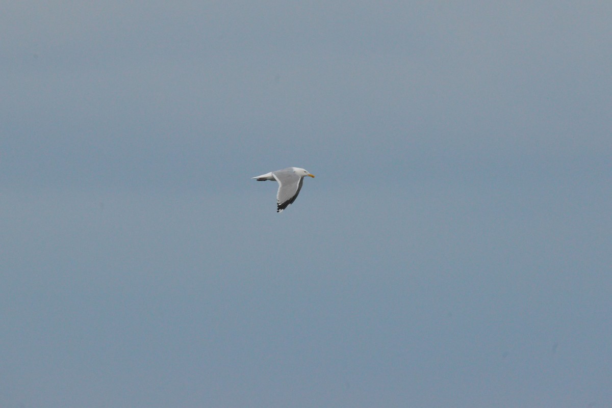 American Herring Gull - ML638089252