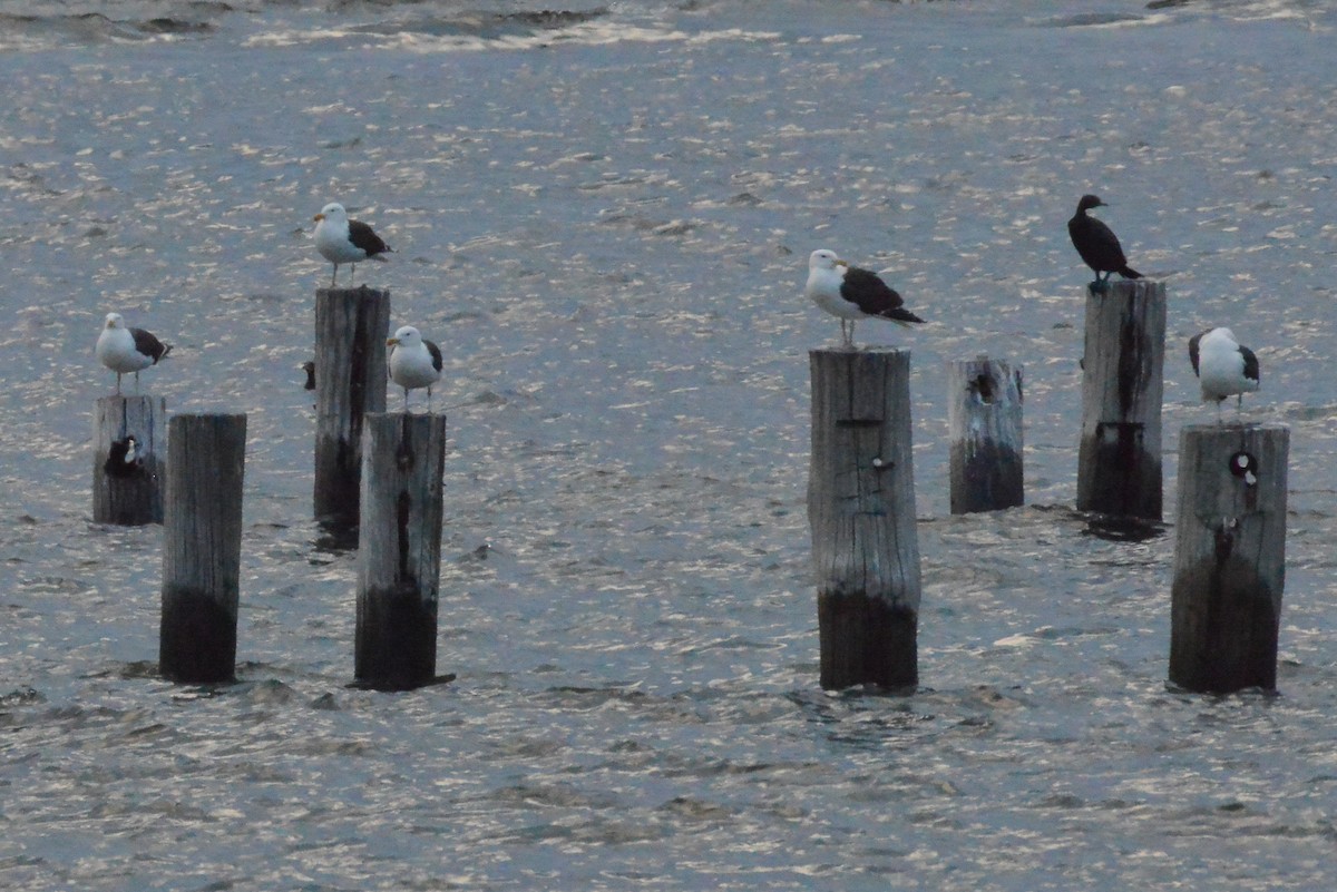 Great Black-backed Gull - ML638089278