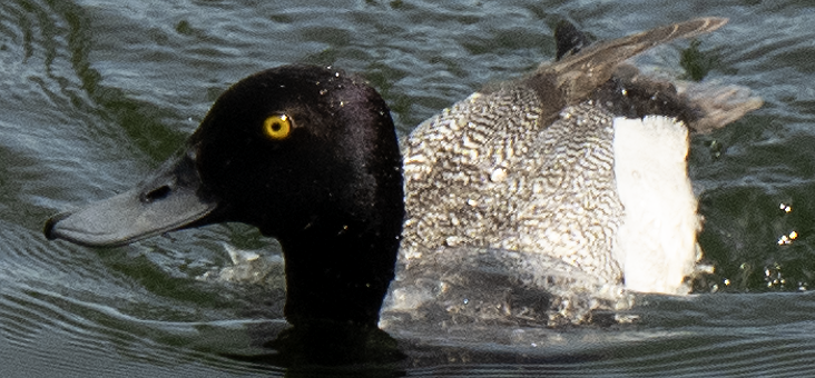 Lesser Scaup - ML638089280