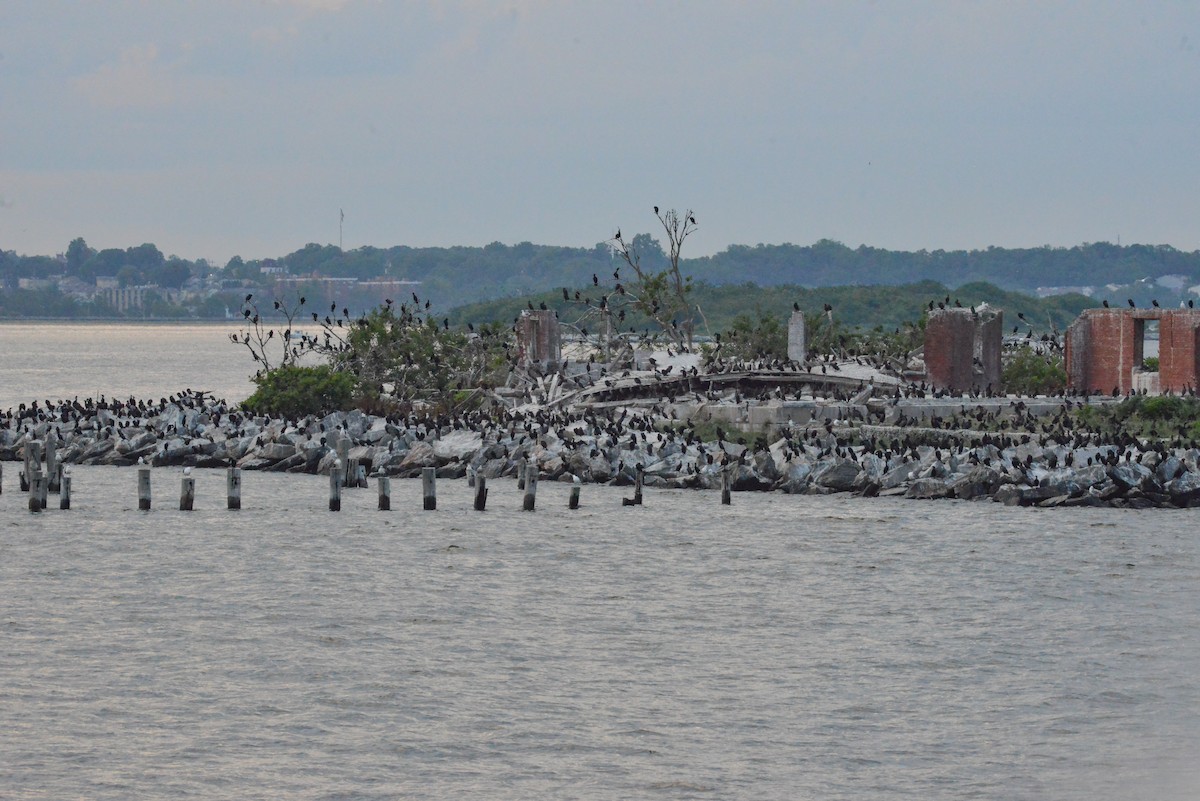 Double-crested Cormorant - ML638089281