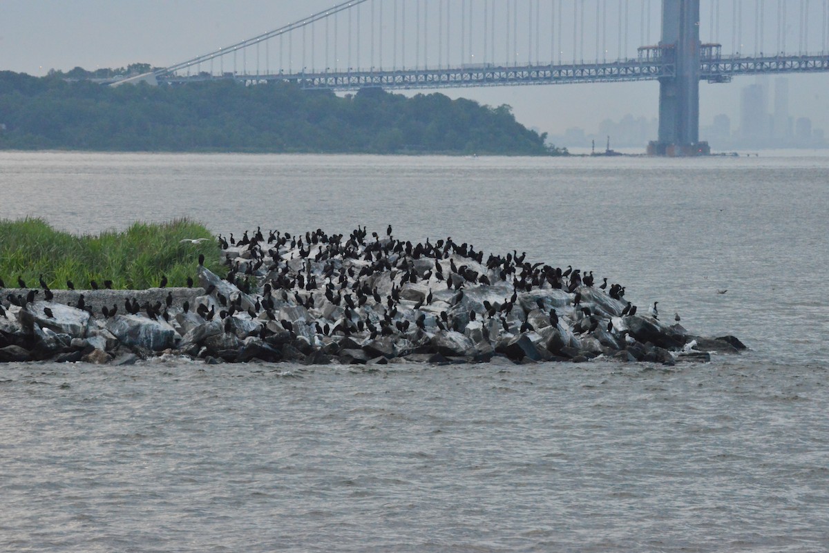Double-crested Cormorant - ML638089282