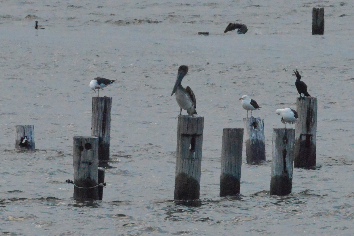 Brown Pelican - ML638089298