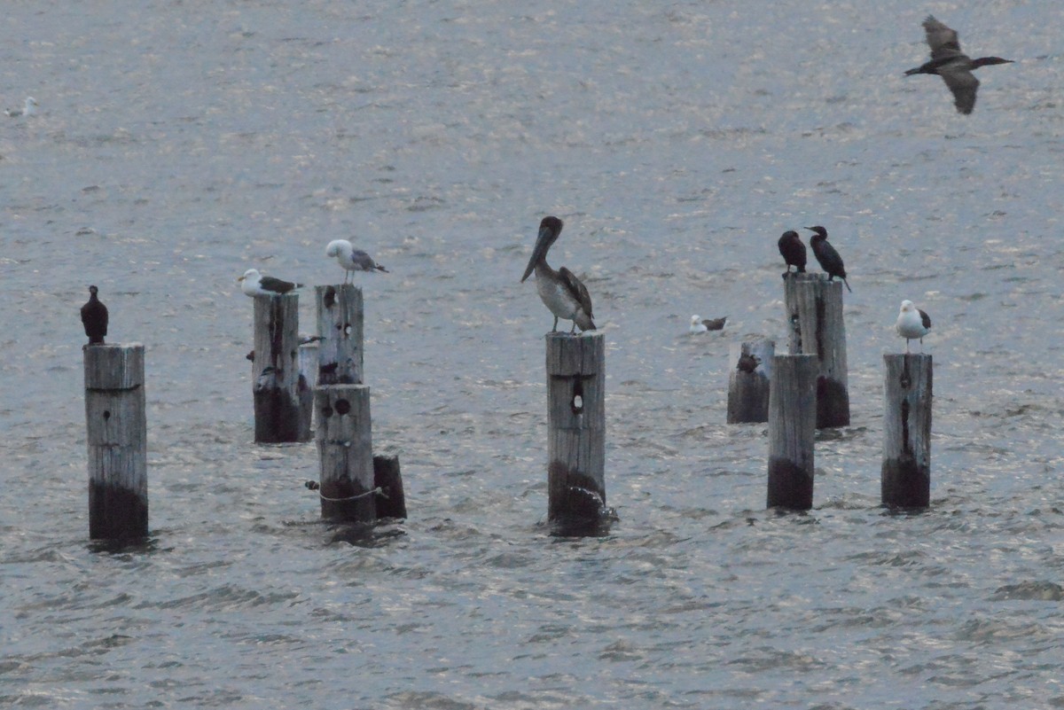 Brown Pelican - ML638089300