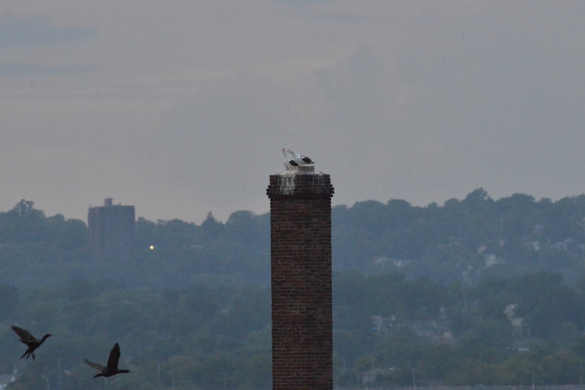 Great Black-backed Gull - ML638089304
