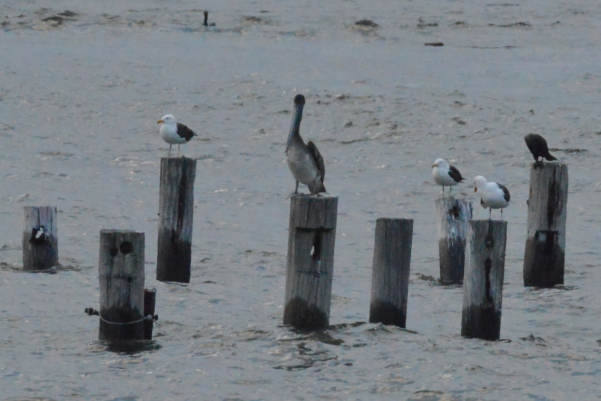 Brown Pelican - ML638089306
