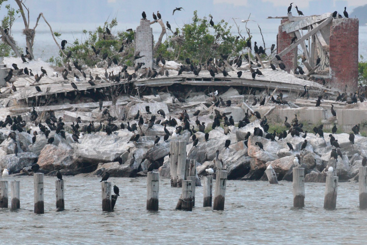 Brown Pelican - ML638089307