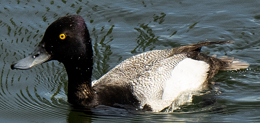 Lesser Scaup - ML638089351