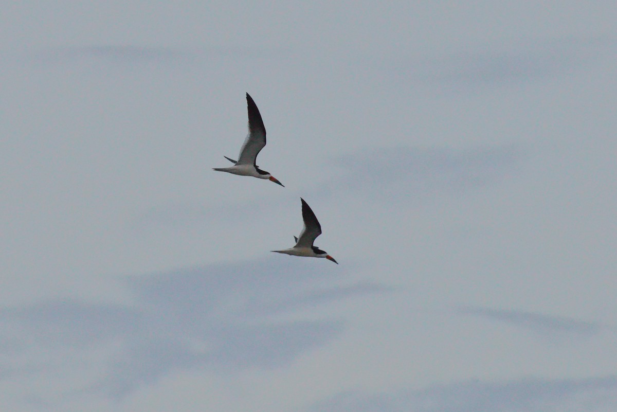 Black Skimmer - ML638089357