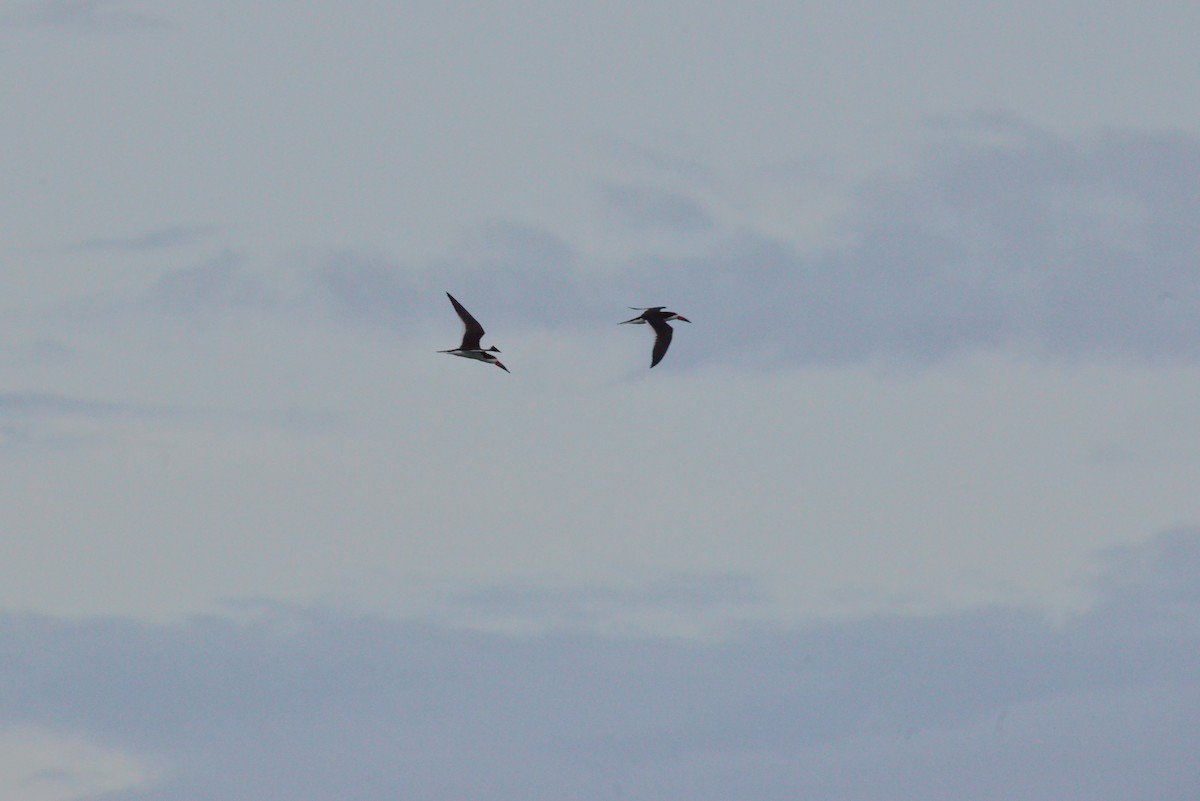 Black Skimmer - ML638089358