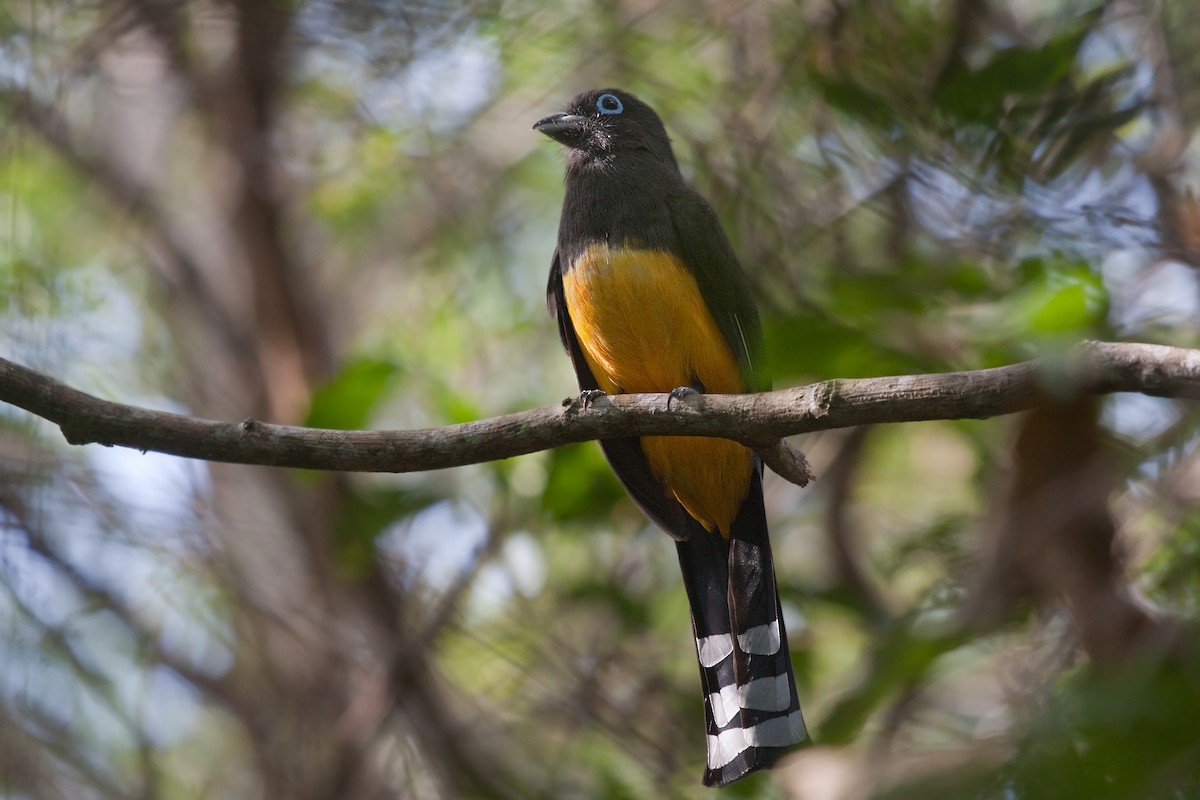 Black-headed Trogon - ML638089393