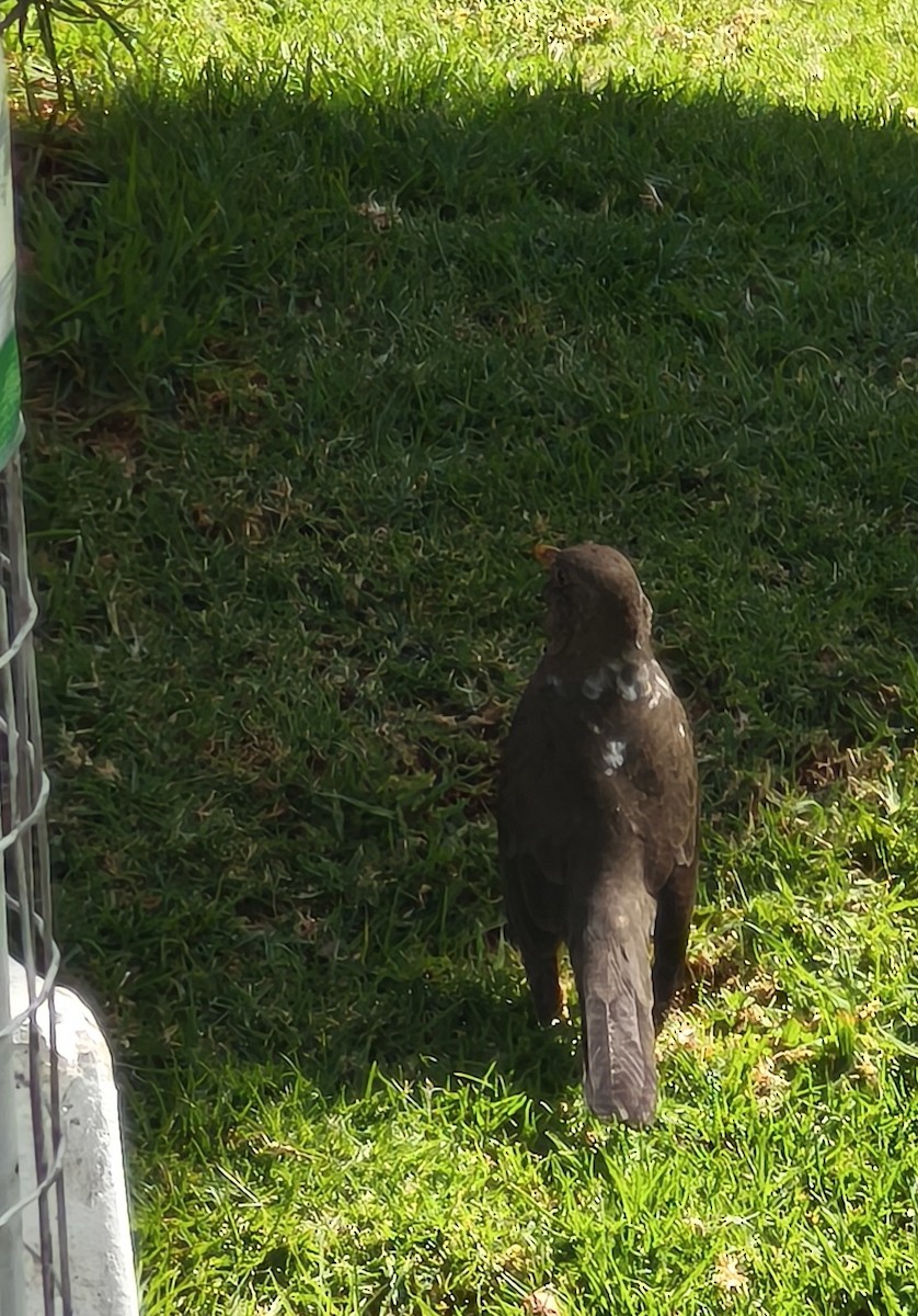 Chiguanco Thrush - ML638089394