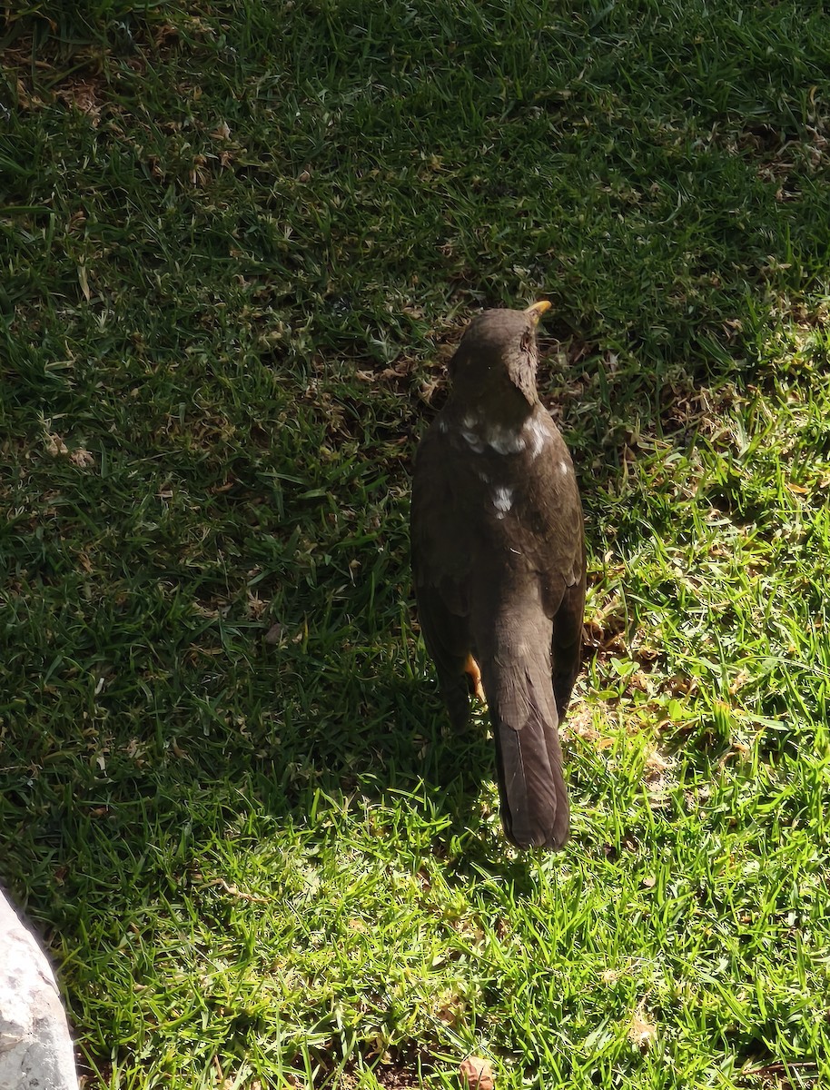 Chiguanco Thrush - ML638089396