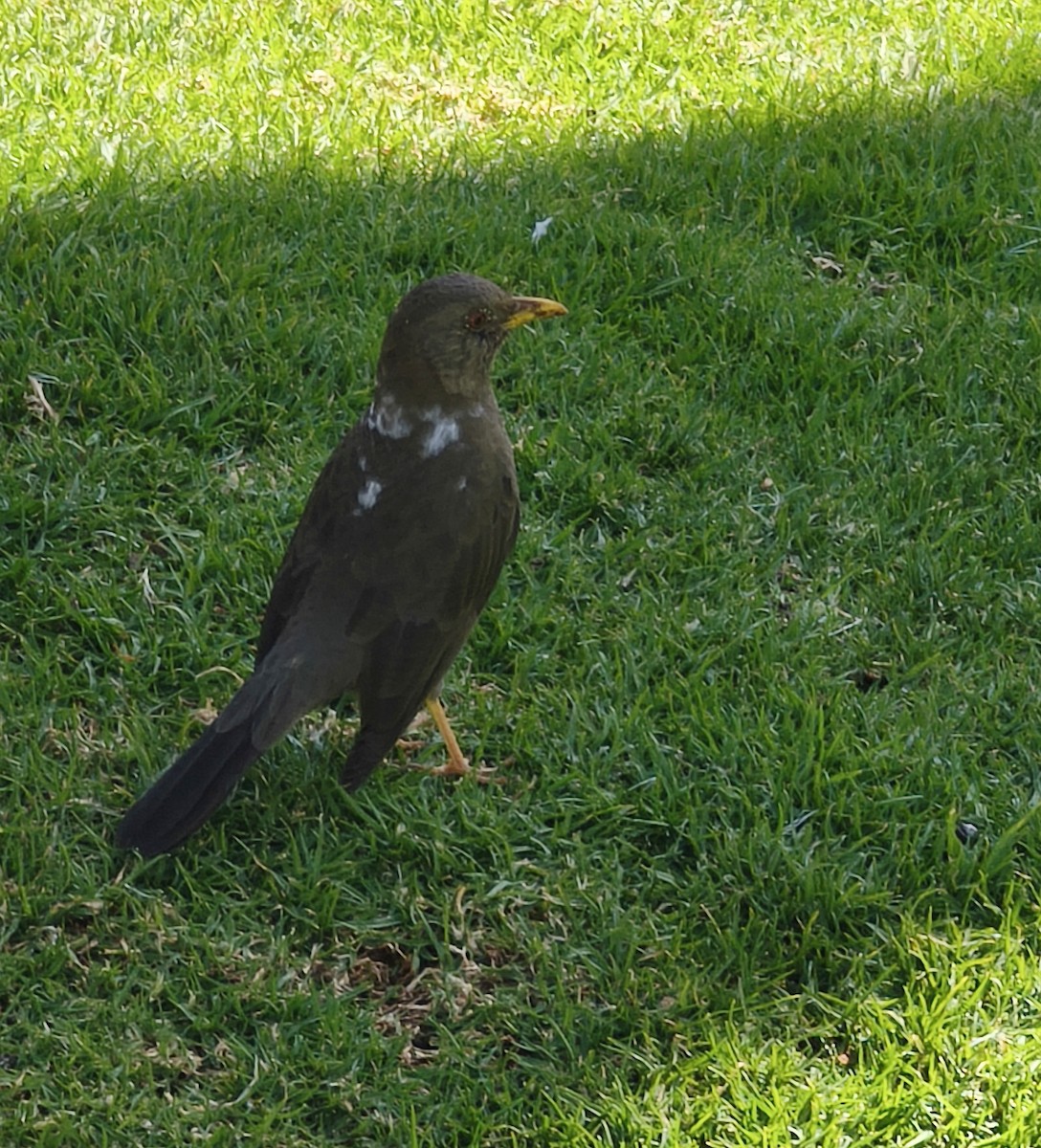 Chiguanco Thrush - ML638089398