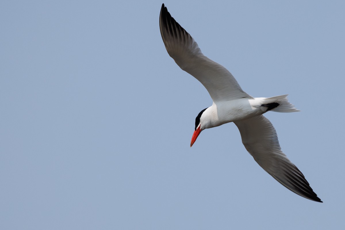Caspian Tern - ML638089418