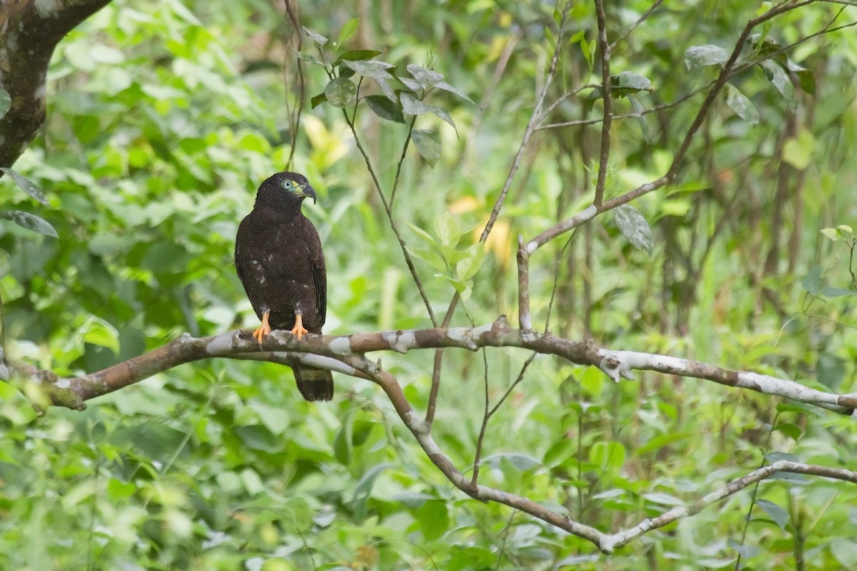 Hook-billed Kite - ML638089424