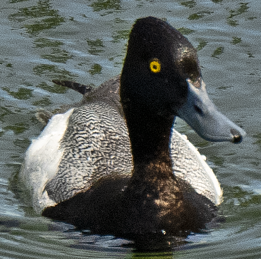 Lesser Scaup - ML638089430