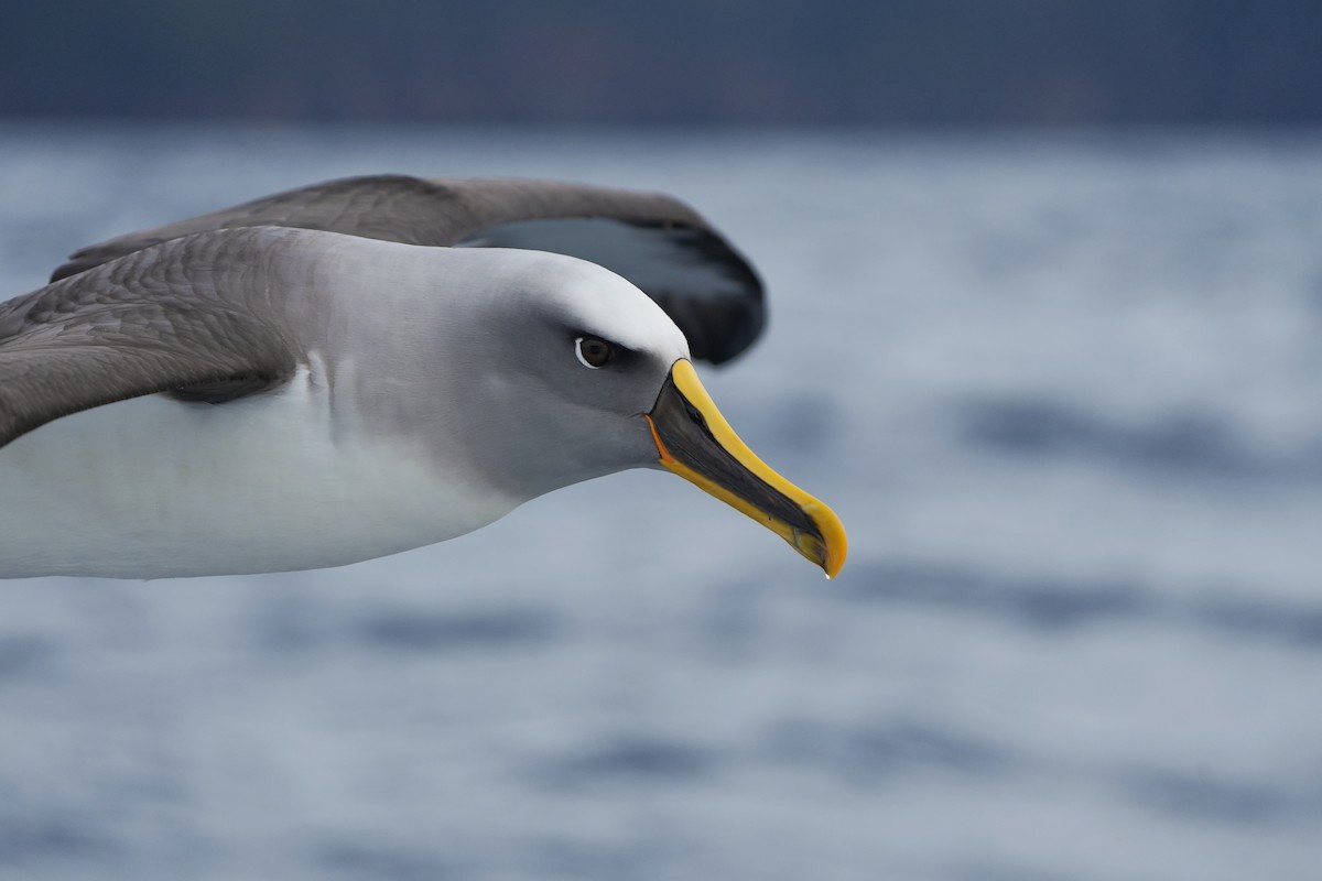 Buller's Albatross - ML638089432