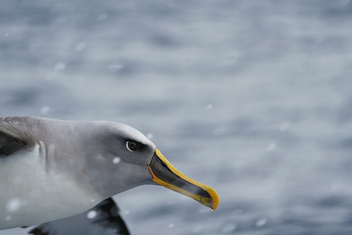 Buller's Albatross - ML638089433