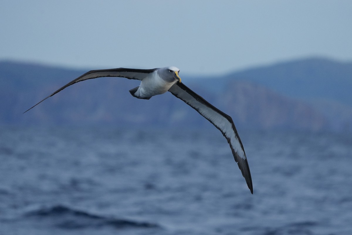 Buller's Albatross - ML638089434