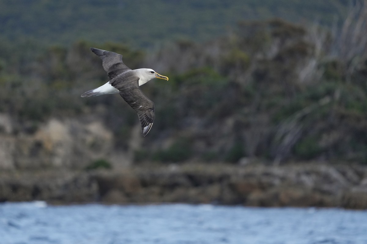 Buller's Albatross - ML638089435