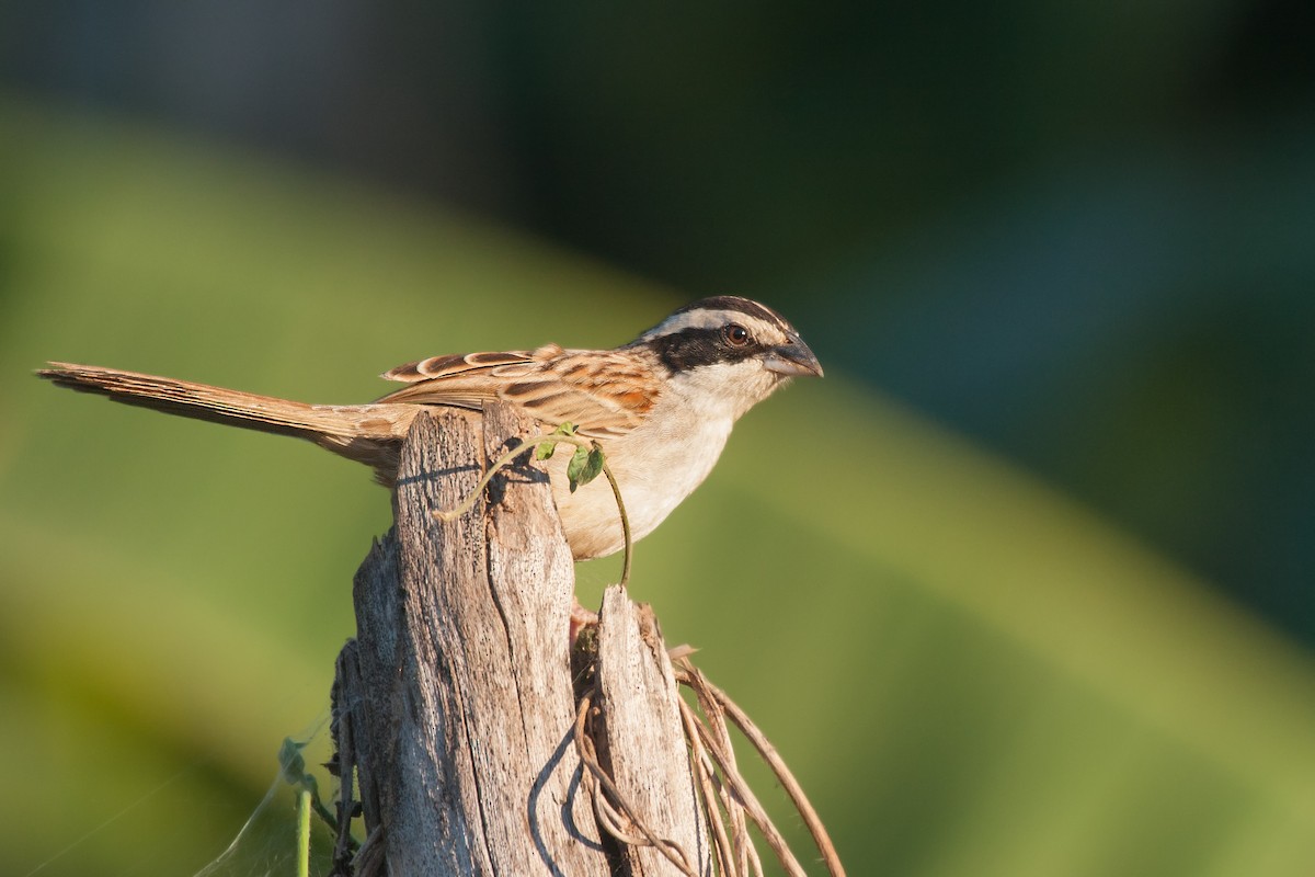 Stripe-headed Sparrow - ML638089454