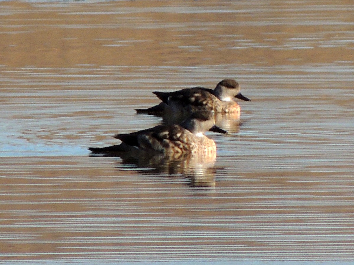 Crested Duck - ML638089466