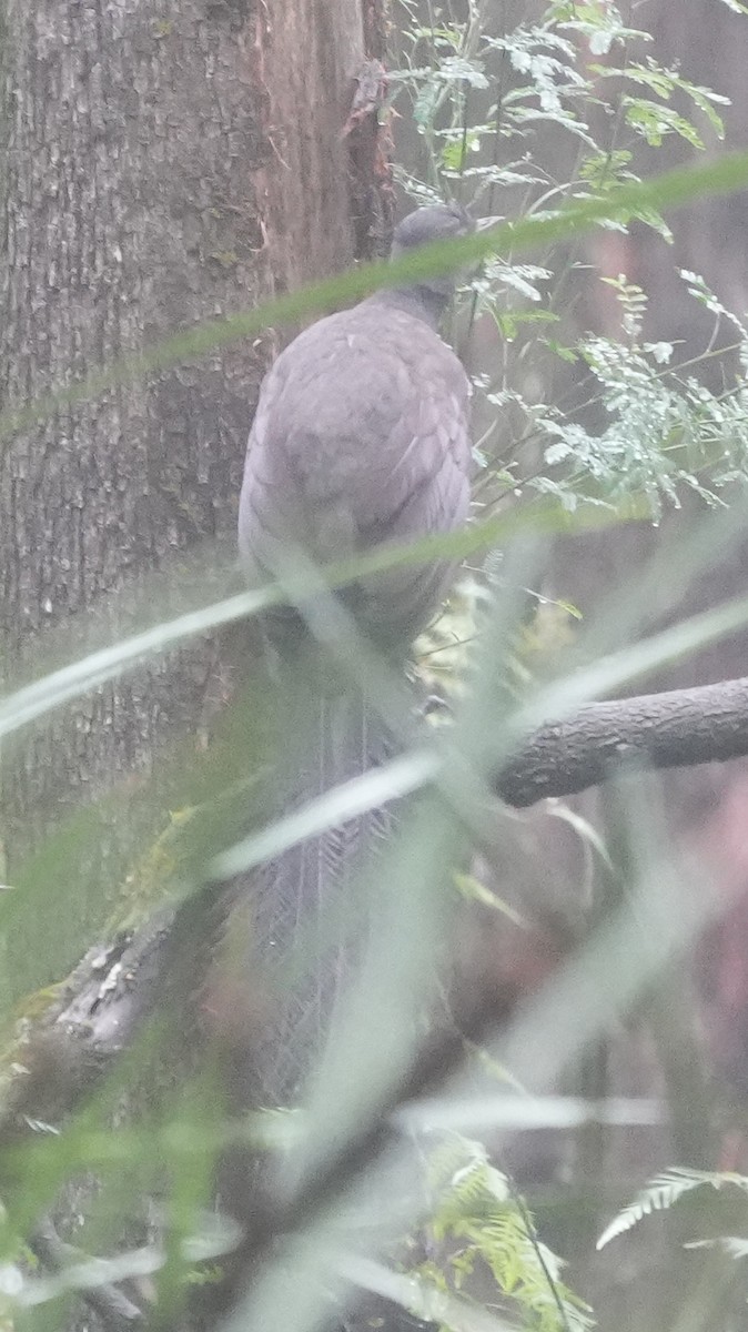 Superb Lyrebird - ML638089480