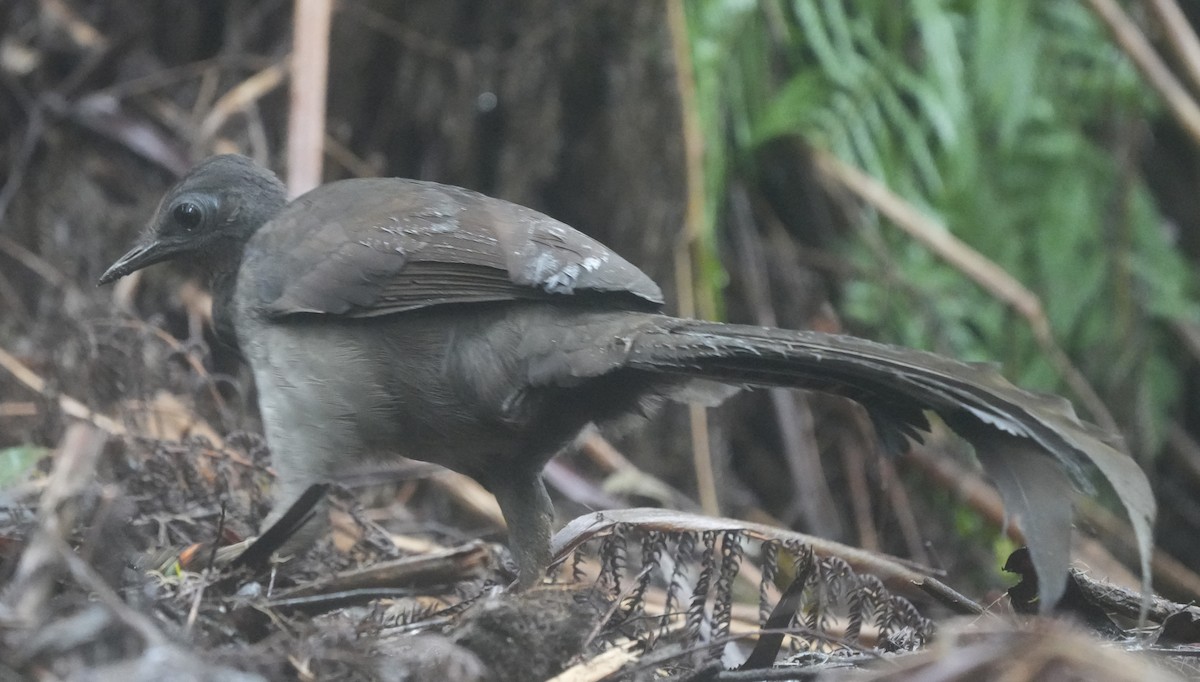 Superb Lyrebird - ML638089482