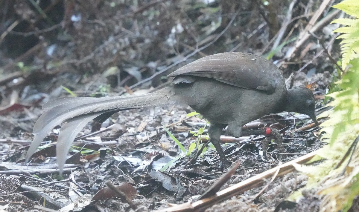 Superb Lyrebird - ML638089483