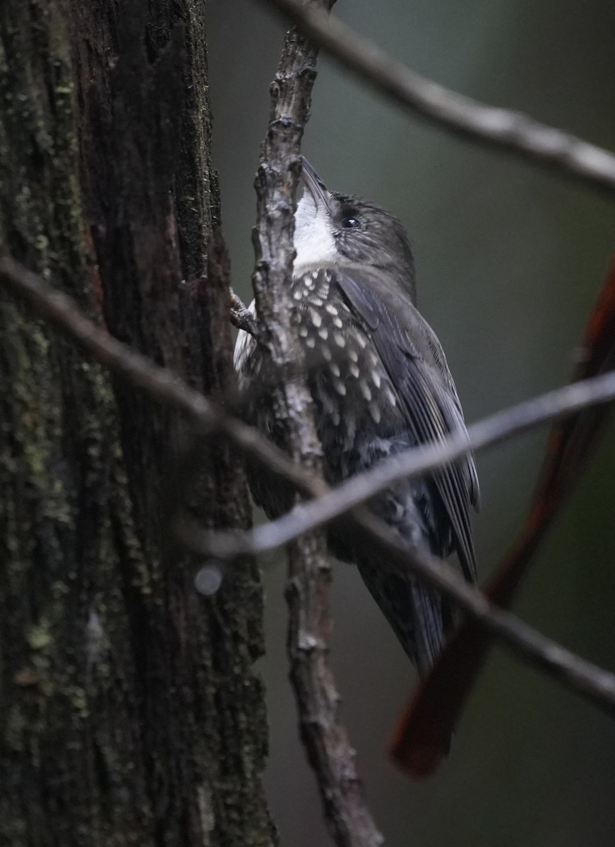 White-throated Treecreeper - ML638089488