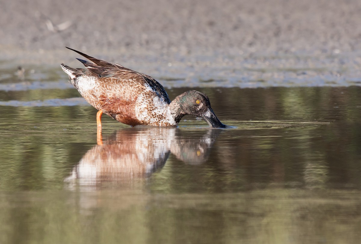 Northern Shoveler - ML638089494