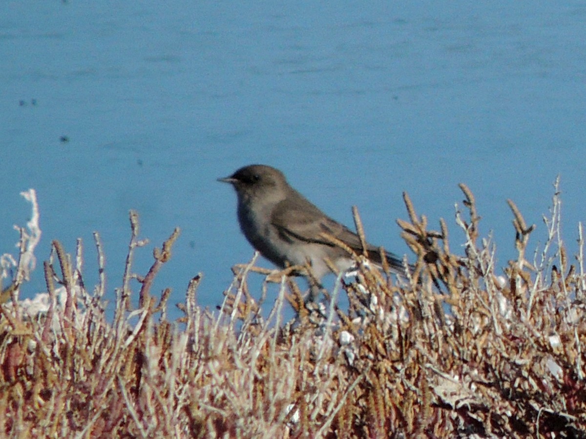 Dark-faced Ground-Tyrant - ML638089512