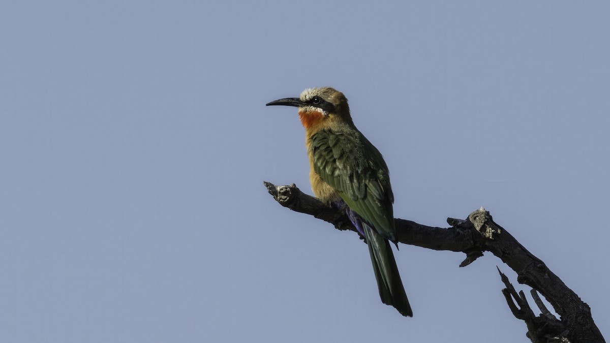 White-fronted Bee-eater - ML638089516