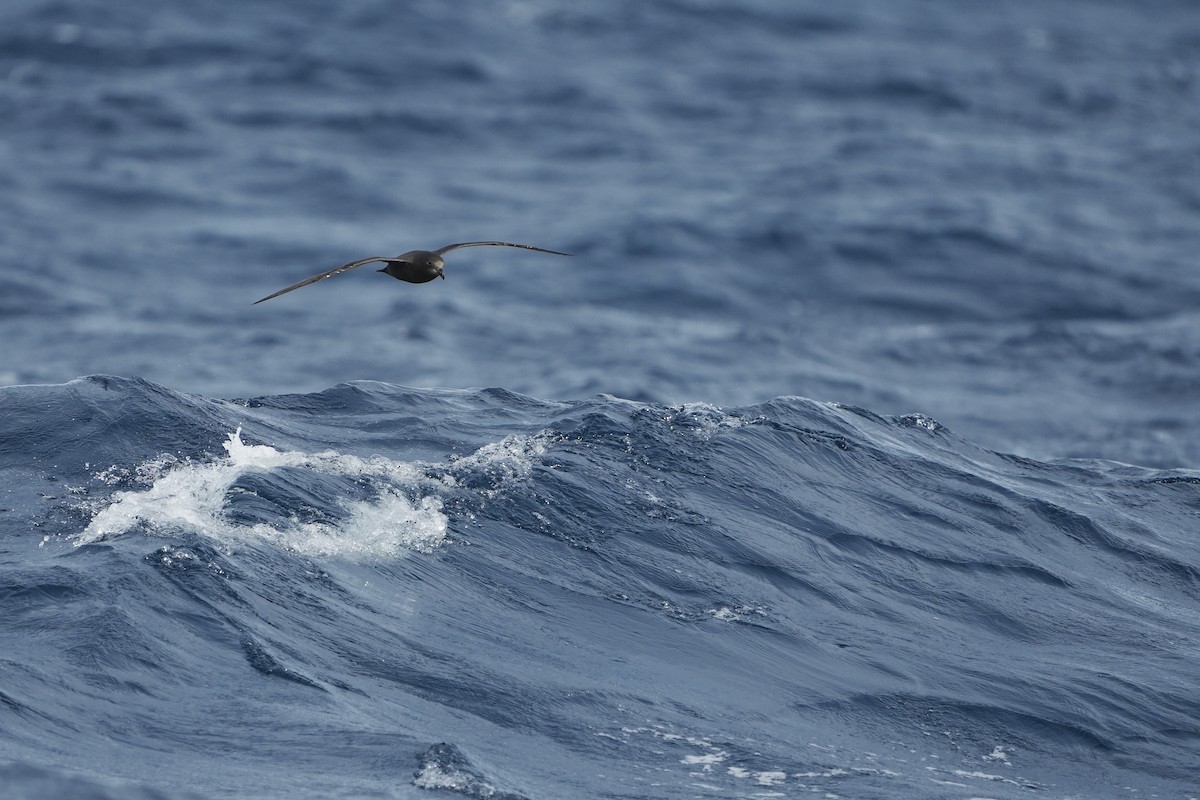 Gray-faced Petrel - ML638089522