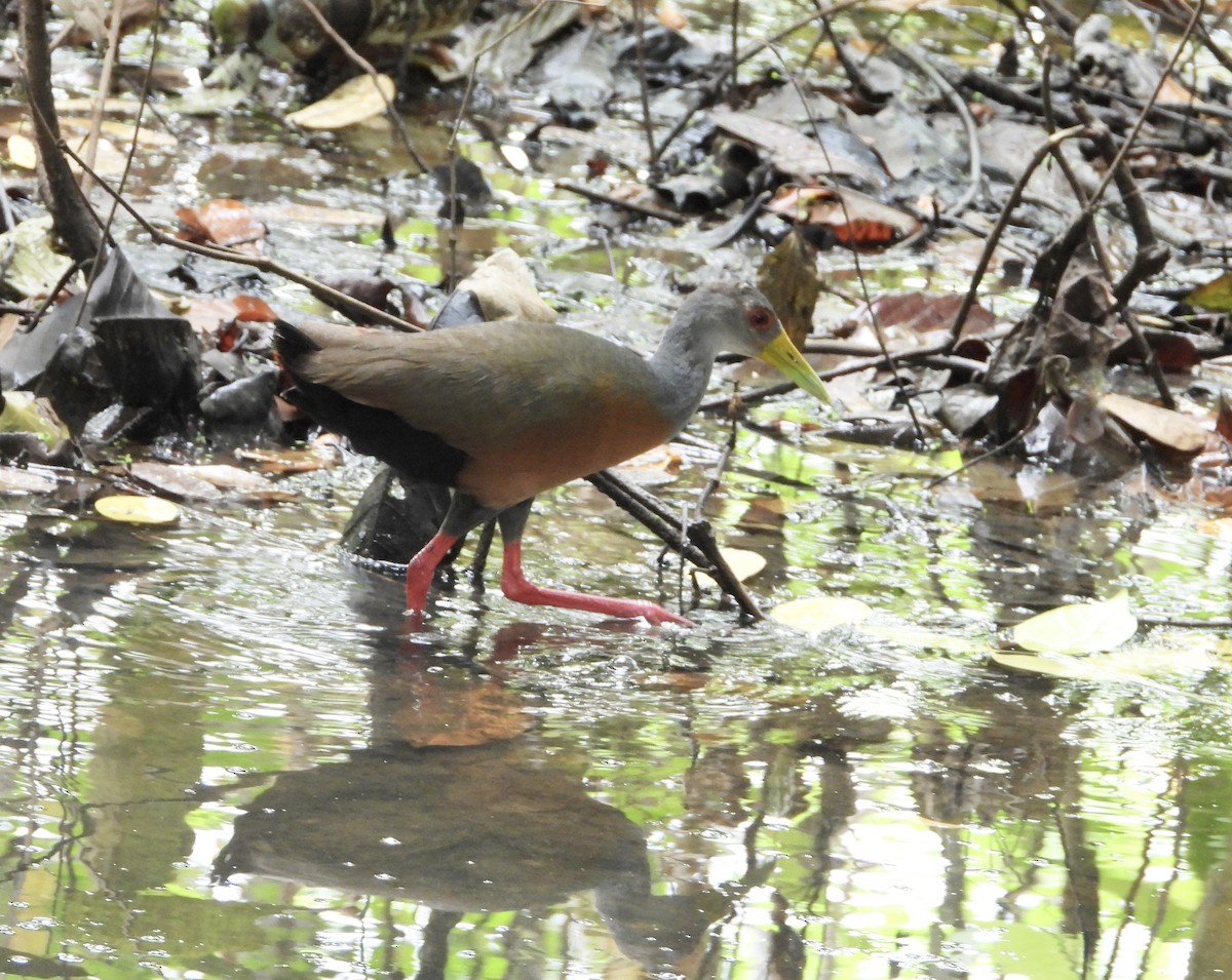 Gray-cowled Wood-Rail - ML638089527