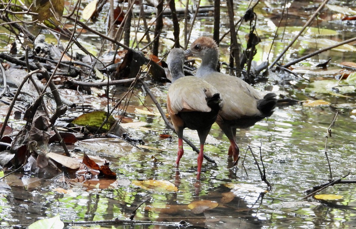 Gray-cowled Wood-Rail - ML638089528